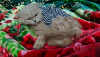 Persian Cat Male 8 Months